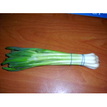 spring onion